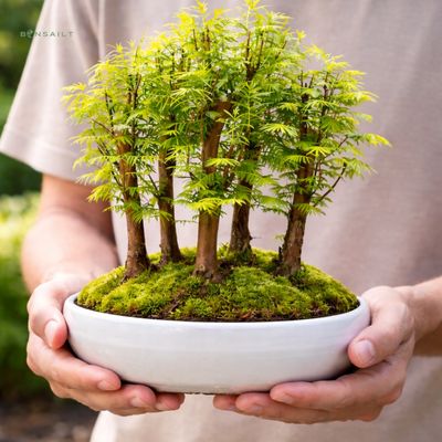 Metasequoia Bonsai Wald 26cm topf MM26