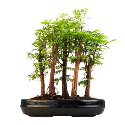 Metasequoia Bonsai Wald 25cm topf