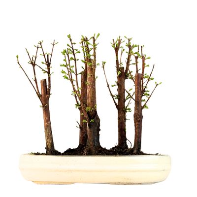 Metasequoia Bonsai Wald 25cm topf