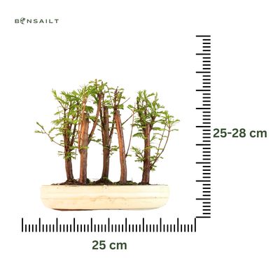 Metasequoia Bonsai Wald 25cm topf