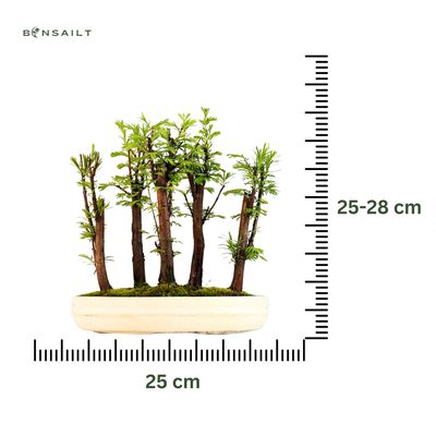 Metasequoia Bonsai Wald 25cm topf