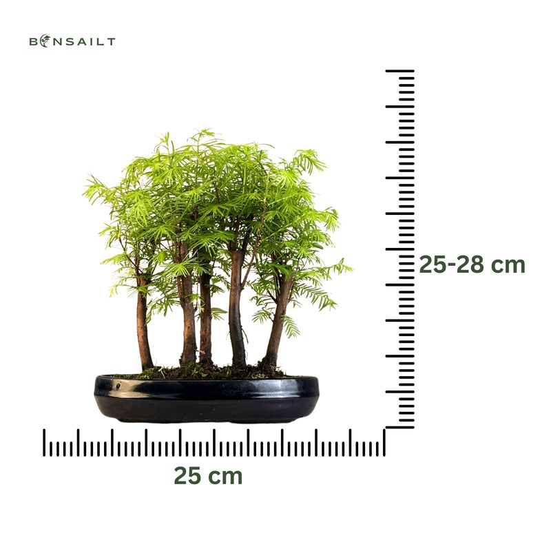 Metasequoia Bonsai Wald 25cm topf MM25