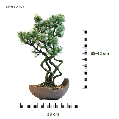 Japanischer Weißkiefer Bonsai-Wald – Pinus parviflora