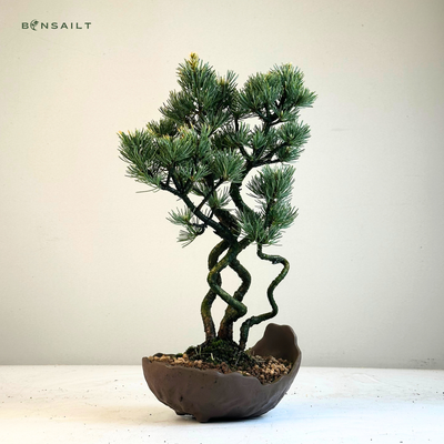Japanischer Weikiefer Bonsai-Wald  Pinus parviflora