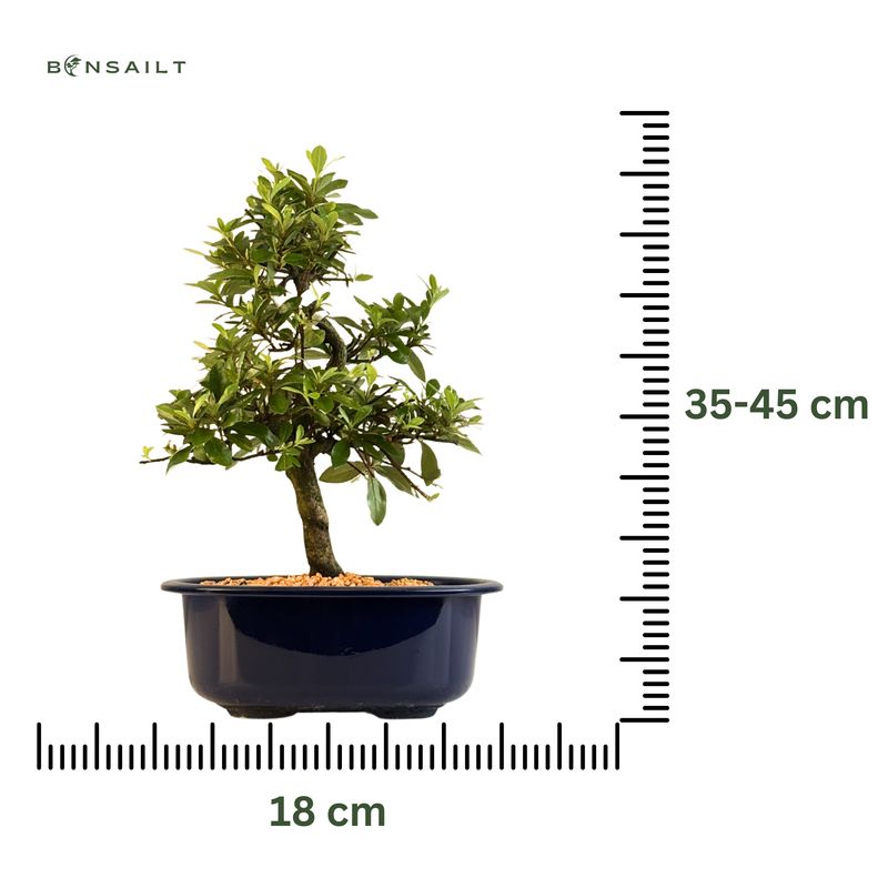 Satsuki Azalee Bonsai – Blühender Bonsai aus Japan im 18 cm Topf