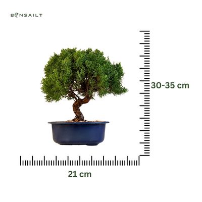 Wacholder bonsai - Juniper Kishu aus Japan P21