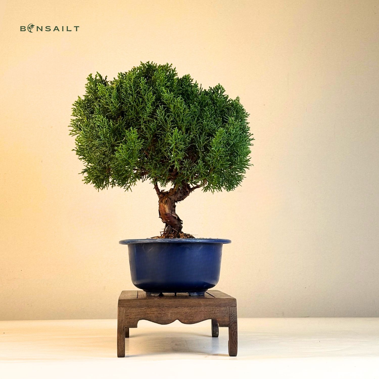 Wacholder bonsai