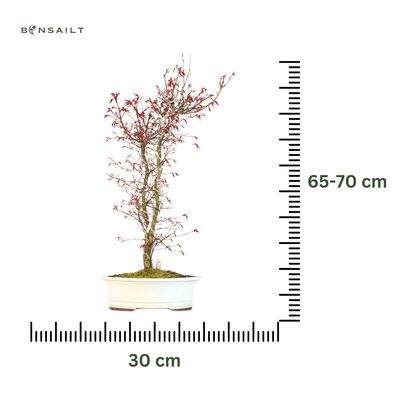 Japanischer Ahorn Bonsai – Acer palmatum ‘Deshojo’, ungepfropft (Import aus Japan) P30