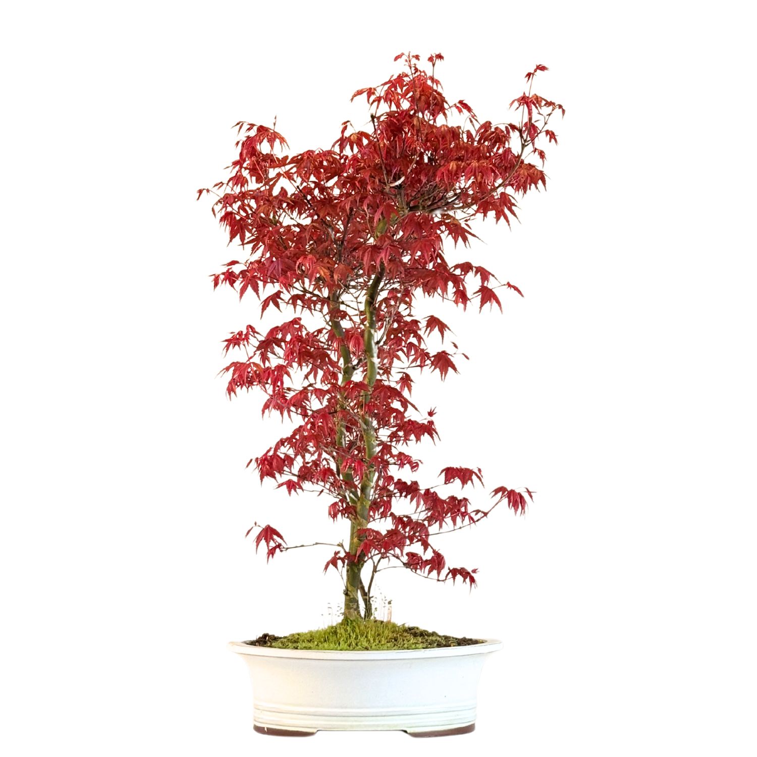 Japanischer Ahorn Bonsai – Acer palmatum ‘Deshojo’, ungepfropft (Import aus Japan) P30