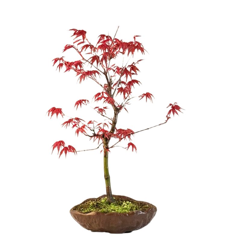 Acer Deshojo - Ahorne P15 KV02