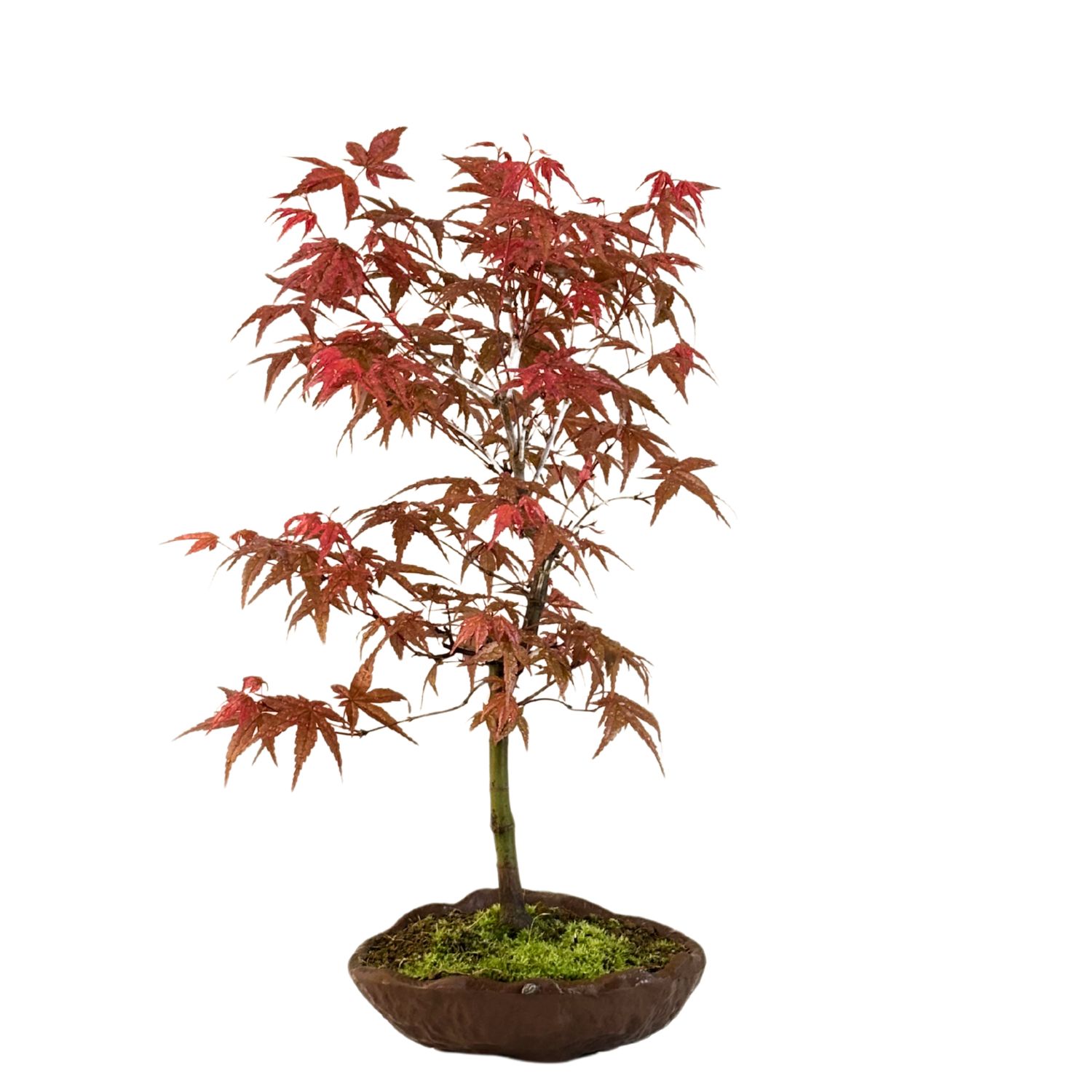 Acer Deshojo - Ahorne P15 KV02