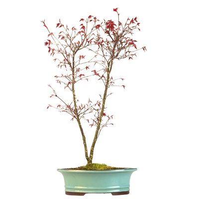 Japanischer Ahorn P30