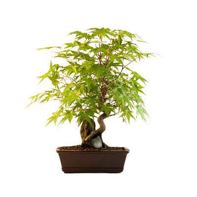 Ahorn-Dreikant-Bonsai auf dem Felsen P18