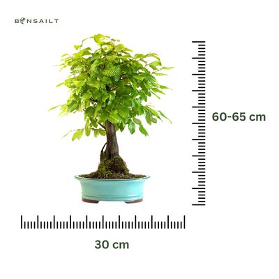 Koreanische Hainbuche (Hornbeam) Carpinus P30 KLE1