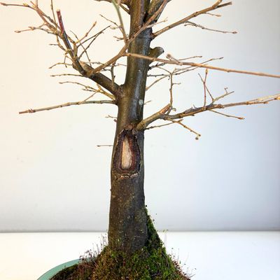 Koreanische Hainbuche (Hornbeam) Carpinus P30 KLE1