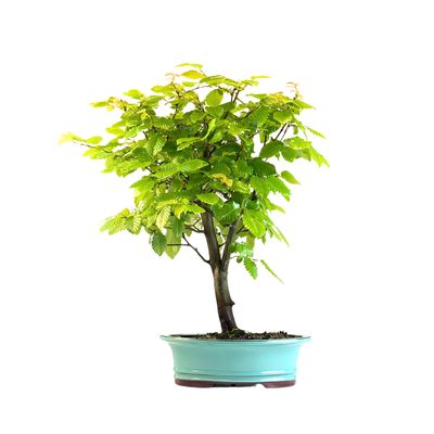Koreanische Hainbuche (Hornbeam) Carpinus P30 KLE2