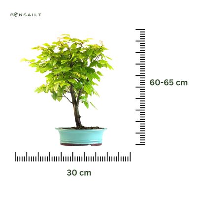 Koreanische Hainbuche (Hornbeam) Carpinus P30 KLE2