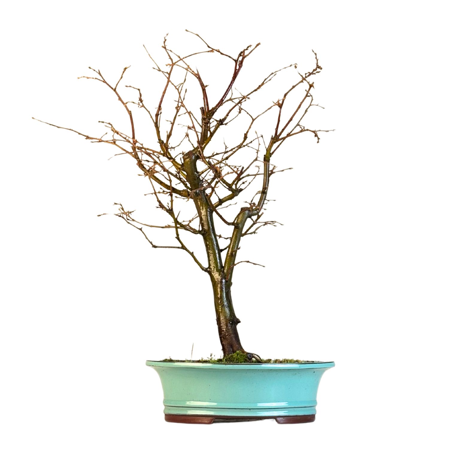 Koreanische Hainbuche (Hornbeam) Carpinus P30 KLE2