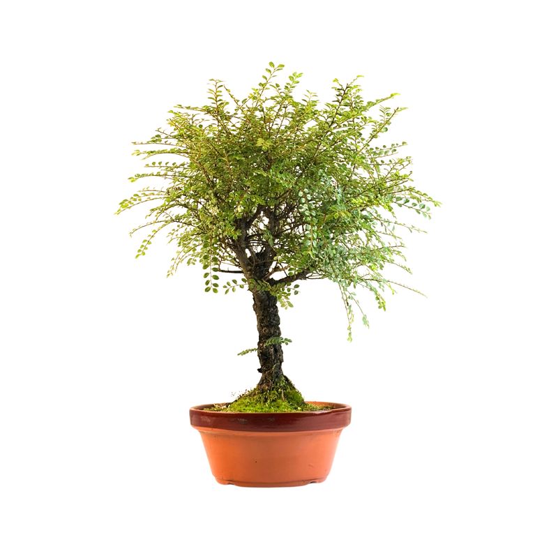 Ulmus 'Hokkaido' Bonsai  P25