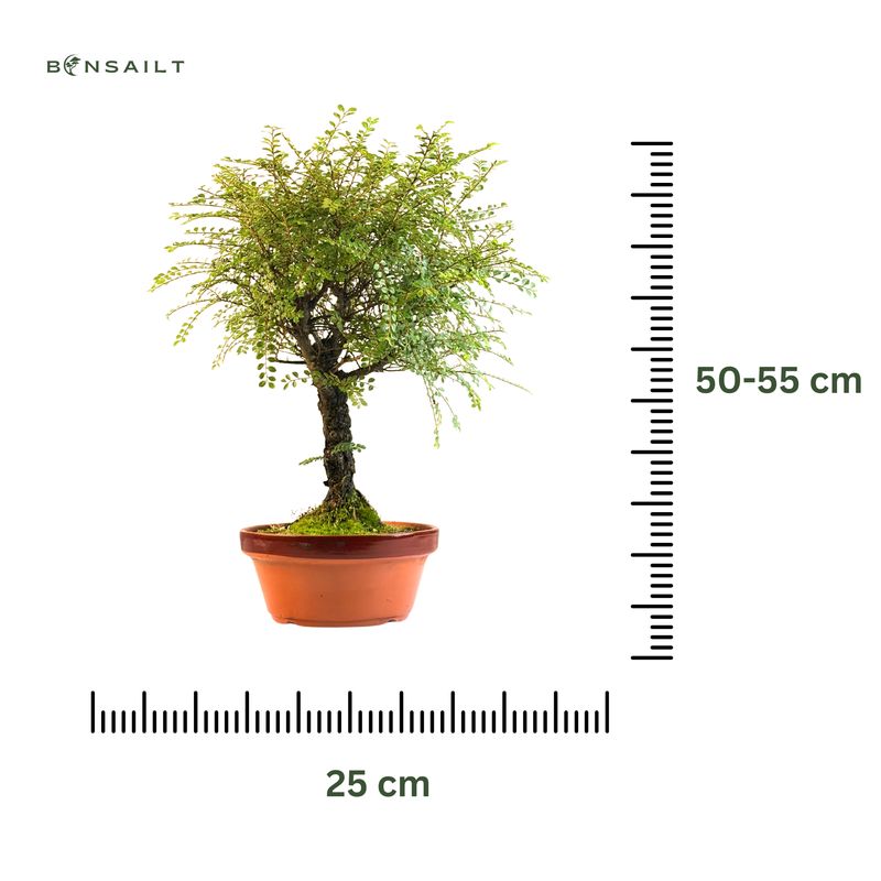 Ulmus 'Hokkaido' Bonsai P25