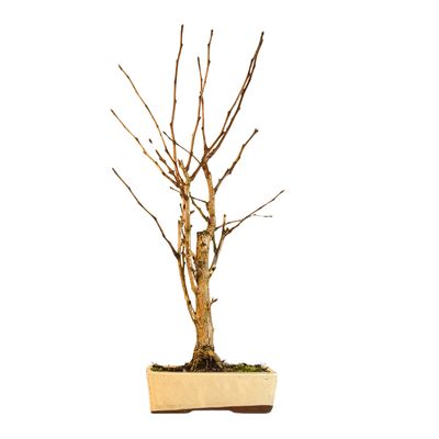 Ginkgo Biloba Bonsai P22