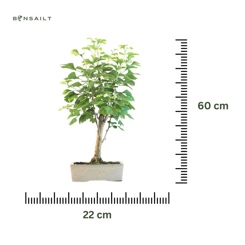 Ginkgo Biloba Bonsai P22