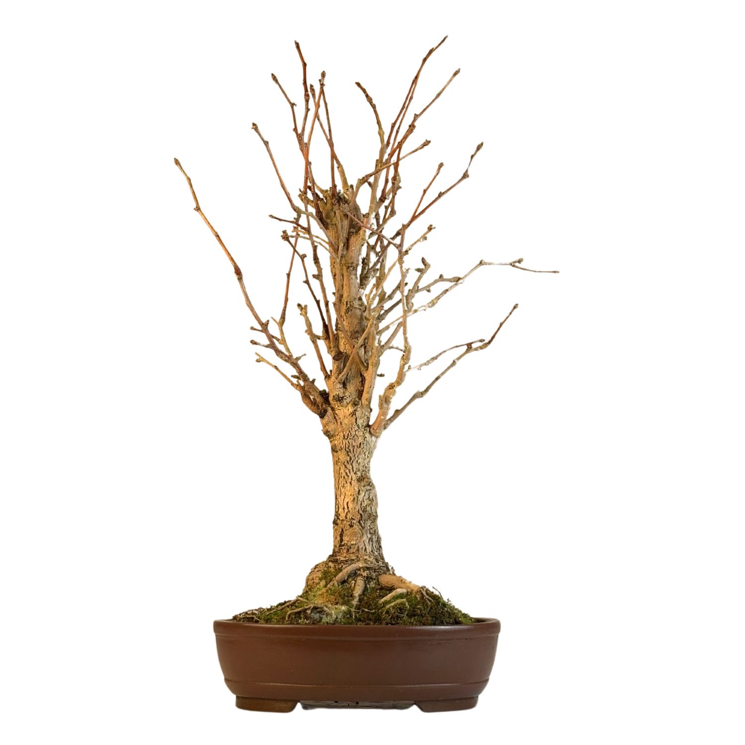 Ginkgo Biloba Bonsai P27 Aus Japan