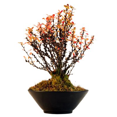 Berberis thunbergii – Japanische Berberitze-Bonsai P22