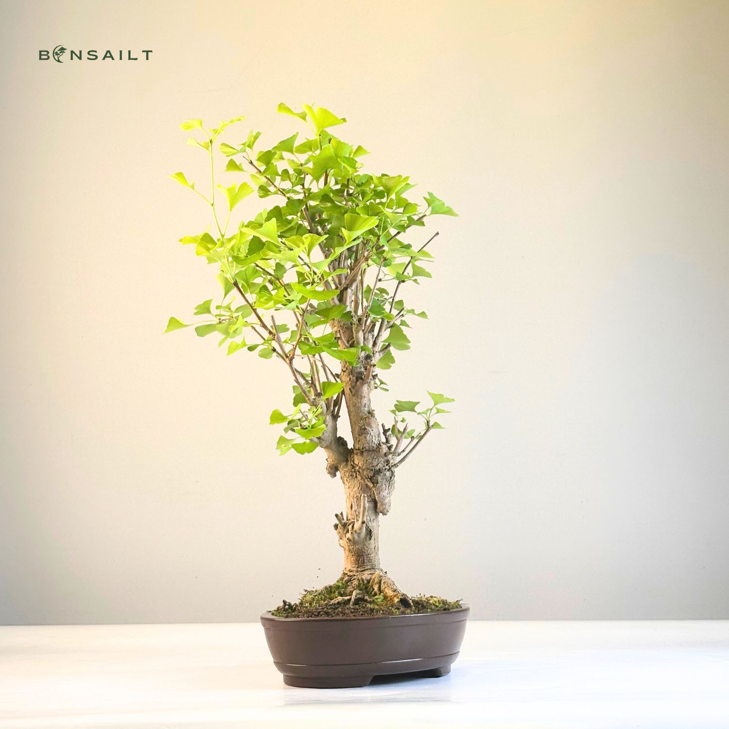Ginkgo Biloba Bonsai P27 Aus Japan
