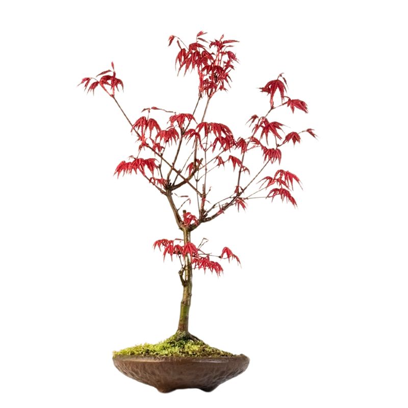 Acer Deshojo aus Japan - Ahorne P15 KV09