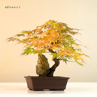 Ahorn-Dreikant-Bonsai auf dem Felsen P17