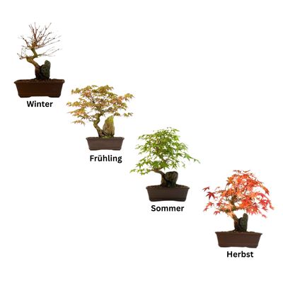 Ahorn-Dreikant-Bonsai auf dem Felsen P17