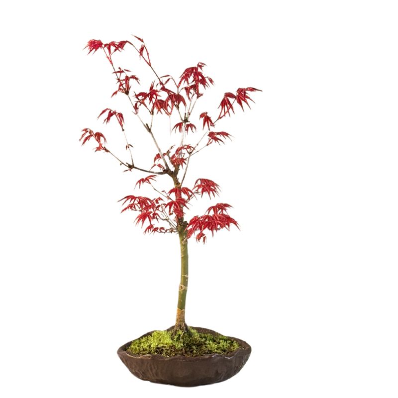 Acer Deshojo - Ahorne P15 KV05