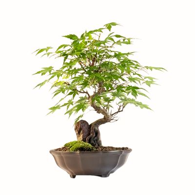 Ahorn-Dreikant-Bonsai auf dem Felsen P17