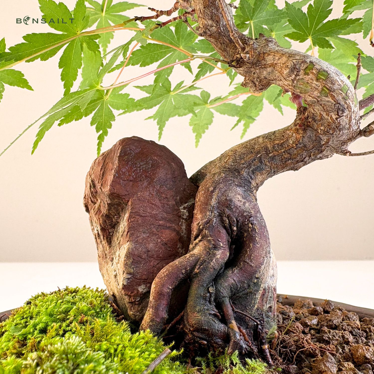 Ahorn-Dreikant-Bonsai auf dem Felsen P17