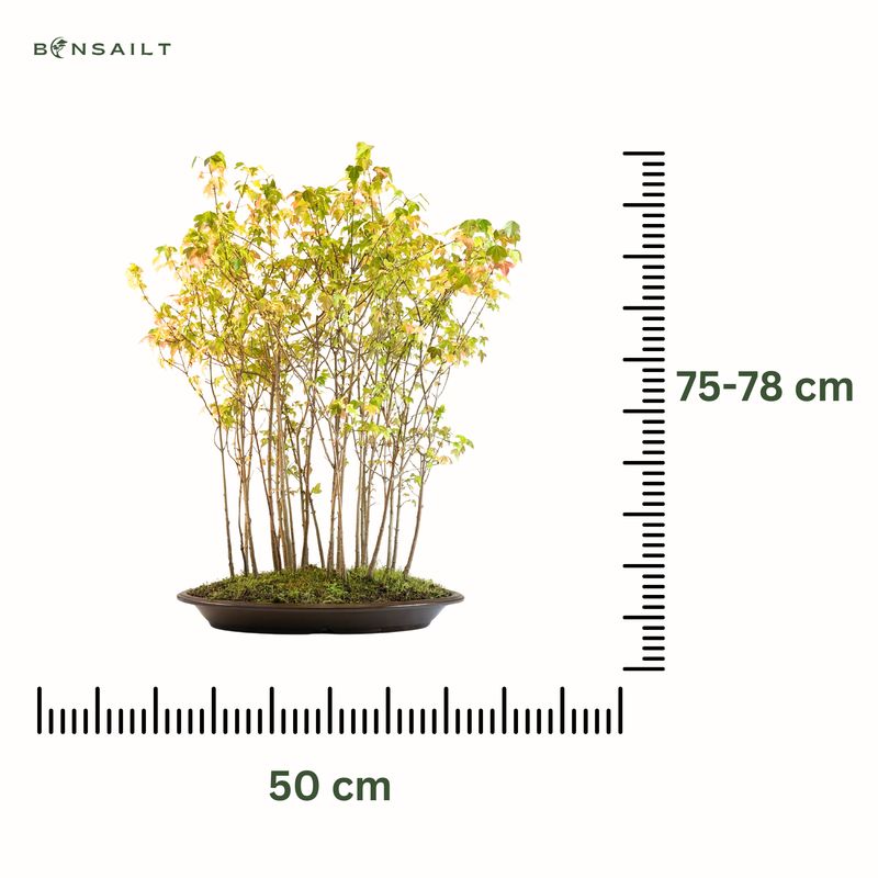Dreispitzahorn Wald bonsai - Trident forest Maple - (Ahorne Buergerianum) Acer Wald P50