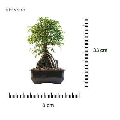 Ulmus parvifolia aus Japan Bonsai auf dem Felsen P18