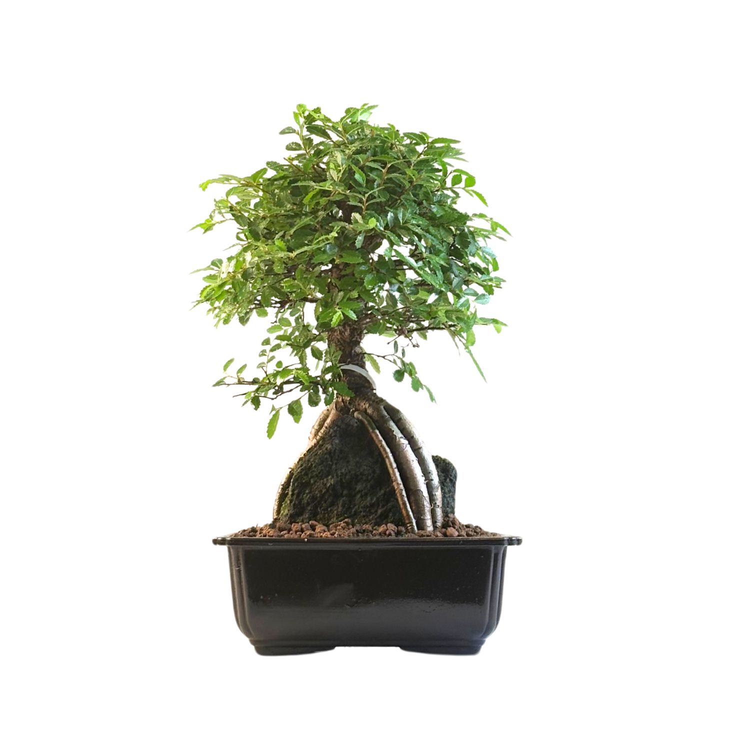 Ulmus parvifolia aus Japan Bonsai auf dem Felsen P18