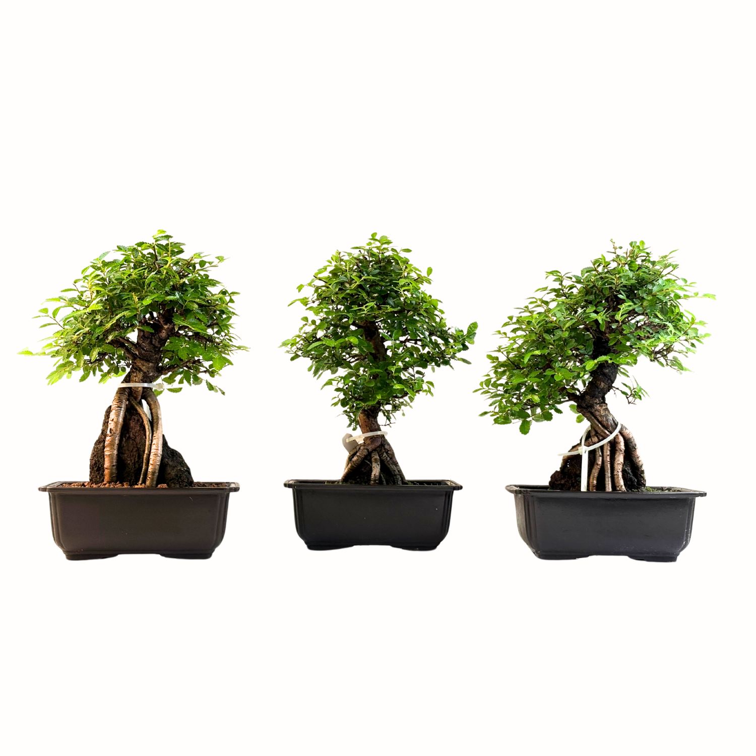 Ulmus parvifolia aus Japan Bonsai auf dem Felsen P18