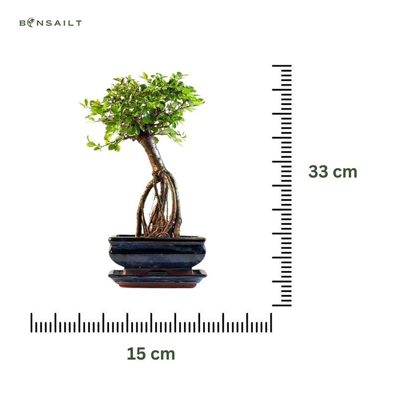 Chinese ulme Keramik Blumentopf P15