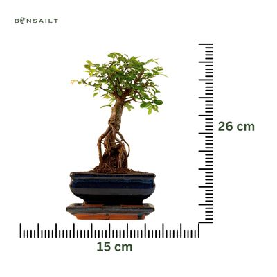 Chinese ulme Keramik Blumentopf P15 ZL03