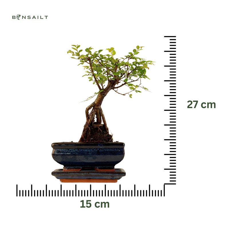 Chinese ulme Keramik Blumentopf P15 ZL05