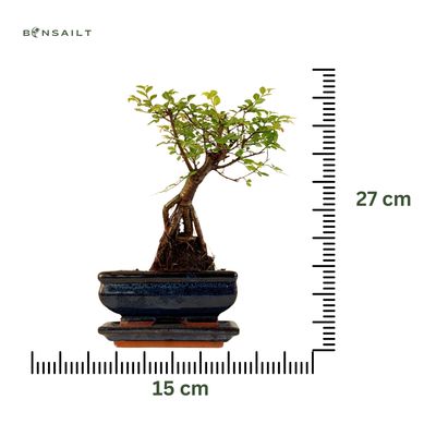 Chinese ulme Keramik Blumentopf P15 ZL05