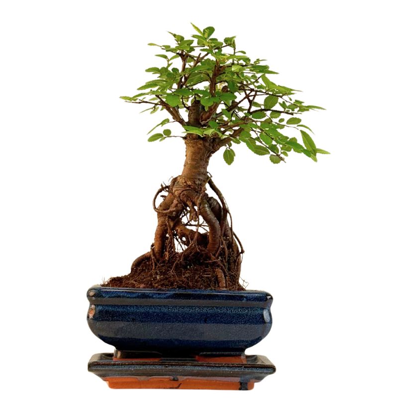 Chinese ulme Keramik Blumentopf P15