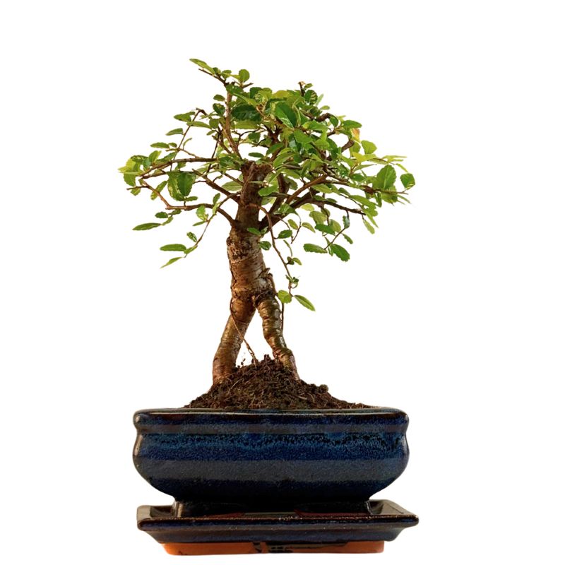 Chinese ulme Keramik Blumentopf P15