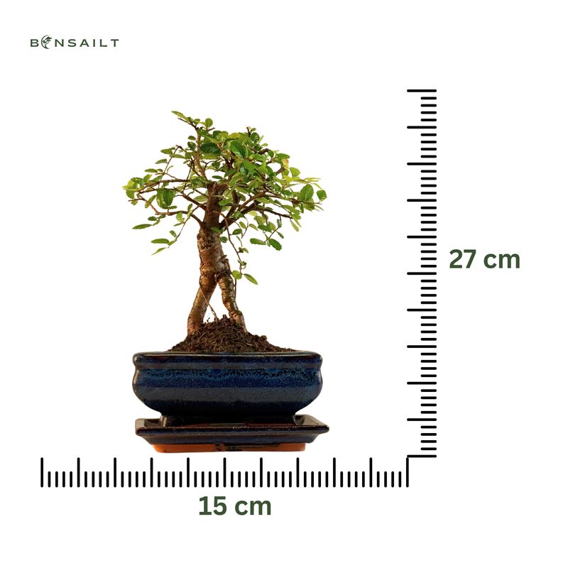 Chinese ulme Keramik Blumentopf P15