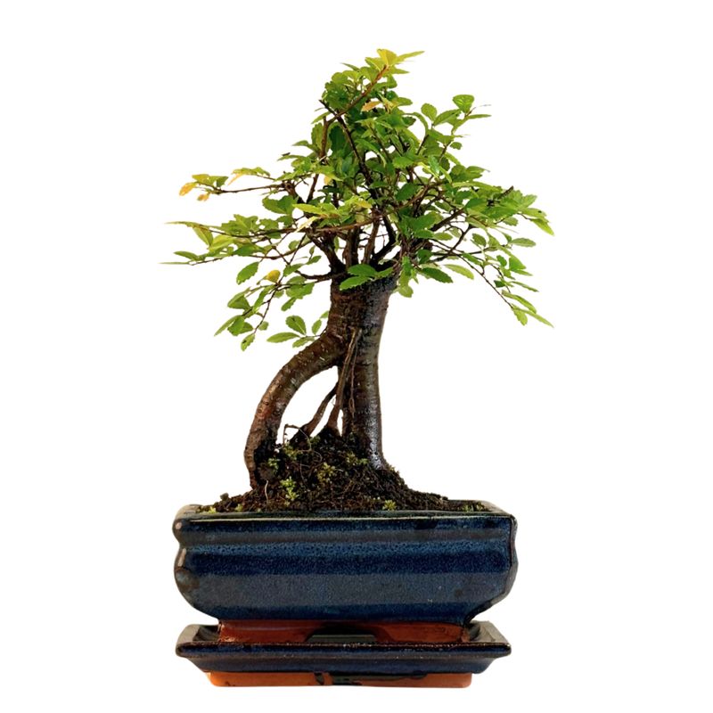 Chinese ulme Keramik Blumentopf P15