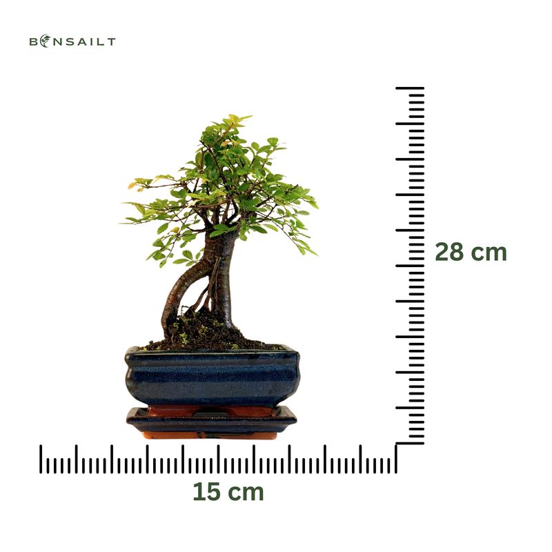 Chinese ulme Keramik Blumentopf P15