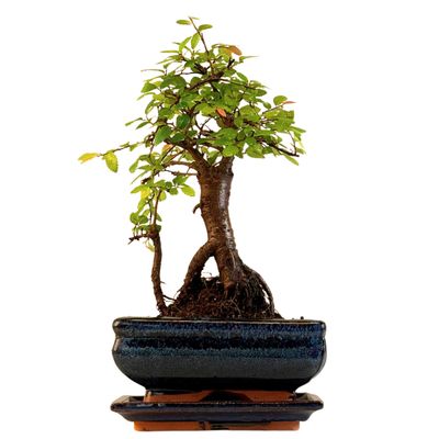Chinese ulme Keramik Blumentopf P15 Chinese ulme Keramik Blumentopf P15