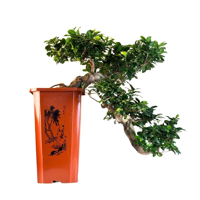 Ficus Bonsai Kaskade P26 Ficus Bonsai Kaskade P26